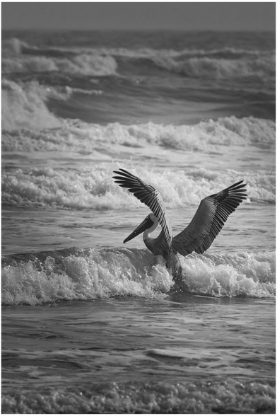 pelican in black and white, standing in shallow ocean water with wings fully spread. Waves are breaking behind it, creating a textured pattern of foam and motion.