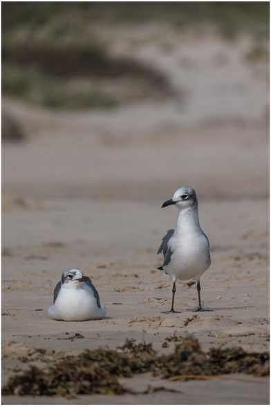 Two seabirds on a sandy beach. One gull is sitting low on the sand, while another stands nearby on thin legs, facing slightly to the side. The background is an empty, out-of-focus shoreline
