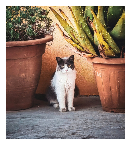 A grey and white cat sitting between two large terracotta flower pots. The pot on the left contains green, leafy rosemary (?), while the pot on the right contains a large, spiky aloe plant or a cactus. The cat is looking directly at the camera with bright eyes. The background is a textured, orangey/yellow wall. The ground is grey concrete.