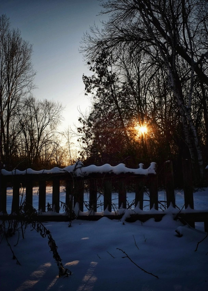 The sun begins to set behind the trees on a clear winter's day. Snow covers the ground and an old picket fence can be seen in the foreground.