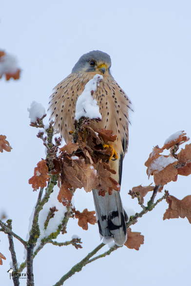 A puffed-up beige-brown falcon with a gray head and black dots on its breast perching on top of a tree. The leaves on the tree are from last year and brown. The branch directly in front of the falcon has a white snow covering in the form of a soft ice cream. The falcon looks as if it is defending its snow cone from other predators.