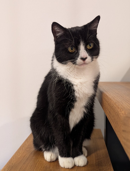 A striking black-and-white tuxedo cat sits poised on a wooden surface, its front paws neatly aligned. The cat’s glossy black fur contrasts sharply with its white chest, paws, and facial markings, giving it a dapper appearance. Its large, round eyes gaze directly at the camera with an alert and curious expression. The cat’s ears are pointed upward, and its tail is not visible in the frame. The background is minimalistic, featuring a plain white wall.