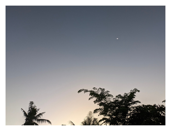 Dark silhouettes of treetops—including a distinct palm tree on the left—lining the bottom edge against a vast gradient sky. The sky transitions from a soft, pale yellow glow at the horizon to a muted blue-grey at the top, where a tiny, delicate crescent moon is visible.