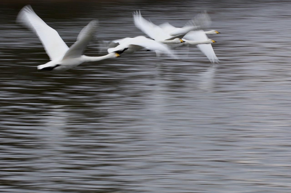 Four white swans with yellow beaks have just taken off from a lake in a tight formation. A slow shutter has blurred their wing beats against the shimmering surface. The birds occupy the top left corner leaving the the rest of the scene clear. Neither the side of the lake nor the sky can be seen.