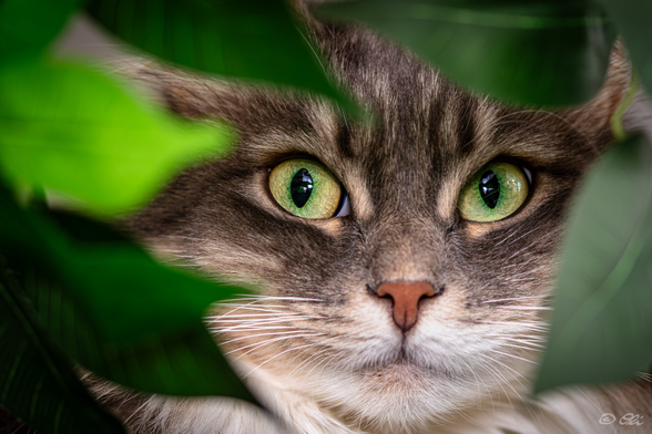 Katzengesicht in Nahaufnahme. die Katze ist oberhalb der Nase braungescheckt, unterhalb der Nase hell fast weiß. Der Fokus liegt auf den Augen. Die Pupillen sind etwas geweitet. Die Iris ist innen grün, nach außen zunehmend gelb. Umrahmt ist der Katzenkopf links, oben und rechts von grünen Blättern, die aufgrund der geringen Tiefenschärfe nur verschwommen zu sehen sind.