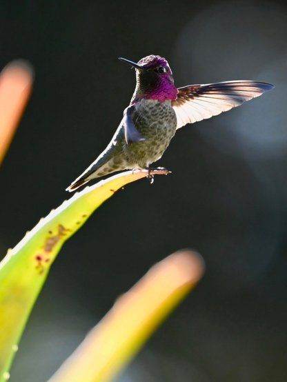 A male Anna’s hummingbird with an iridescent magenta throat and greenish body is perched on a green spiny leaf with its wings partially extended