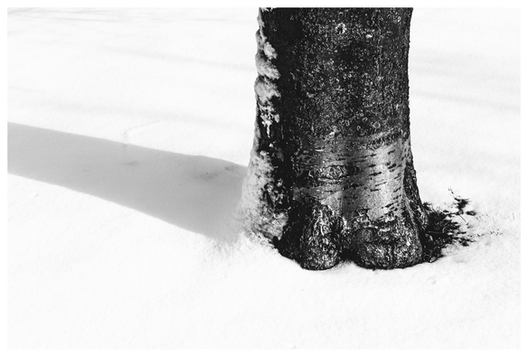 Schwarz/weiß Bild eines Baumstamms, der auf einer verschneiten Wiese steht. Durch die Bildbearbeitung ist gewollt sehr wenig detail im Schnee vorhanden.