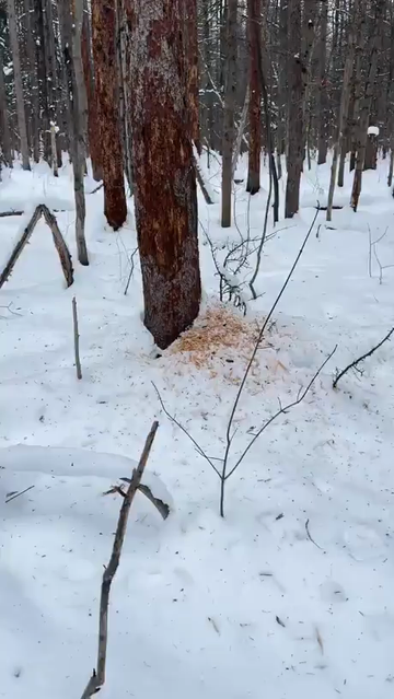 dans la forêt enneigée, un oiseau de la famille des Picidae au plumage principalement noir avec une crête rouge et une ligne blanche qui descend sur les côtés du cou creusant un trou profond dans le tronc d'un arbre à la recherche d'insectes