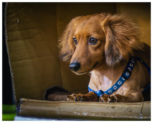 Ein Dackel sitzt in einem Karton und beäugt das Geschehen außerhalb seines Häuschens.