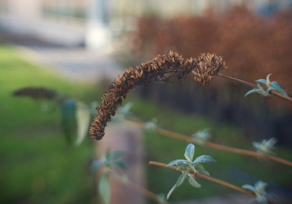 color picture of dry lilac