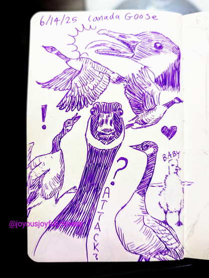 A sketchbook page of 7 drawings of Canada Geese in purple pen. At the top is the text 6/14/25 and Canada Goose. At the top right is a close up of a goose with its tongue out and calling. Below to the left and right are two geese flying with wings down and wings up. At the bottom left is a goose running in attack mode with an exclamation mark above its head. To the right of it is a close up of a goose head with a question mark and Attack? written next to its neck. To the right is a goose in profile with a heart above. To the right of that is a gosling with its wings outstretched.
