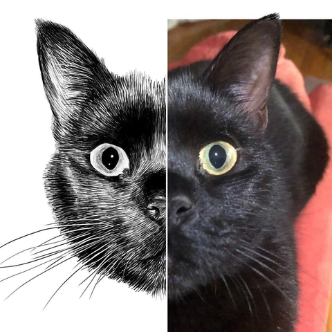 Black and white drawing of a black cat named Lachie, with the right half of the image being the reference.