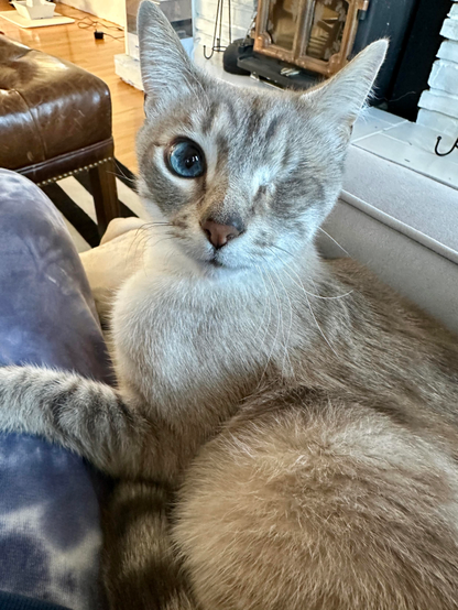 Mayor Doots, a one-eyed Lynx Point Siamese cat, next to me on a cream blanket on a grey sofa with his left front paw on my leg. He is looking slightly up and to the right. 