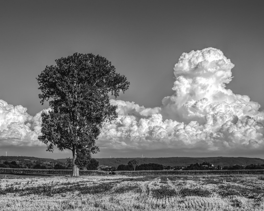 Man sieht einen großen einzelnen Baum zwischen abgeernteten Feldern stehe. Im Hintergrund sieht man eine Hügelkette. Da drüber steht eine besondere Cumulus-Wolken-Formation. Die in den Himmel ragt. Das Foto ist in Schwarzweiß.
