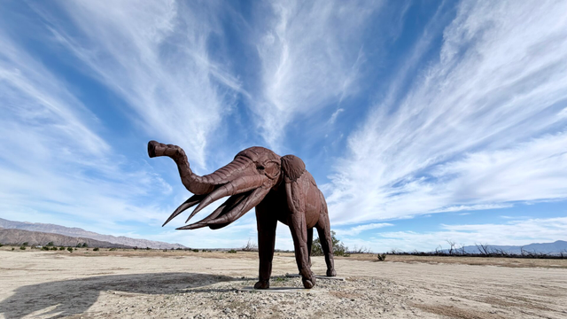 A metal sculpture of an elephant faces you at the Galleta Meadows sculpture exhibit in Borrego Springs California. The elephant is rust coloured and life-size. The soil around the elephant is bare with very little vegetation. At the horizon you can see some hills. The sun is strong and the elephant casts a long shadow to the left. The photograph is taken from a low angle and the clouds appear to radiate outwards from the elephant across the blue sky.