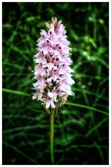 A close-up of a tall, elegant orchid flower spike, standing prominently against a blurred green background. The flower spike is densely packed with small, delicate blossoms in soft shades of pink and white, each adorned with intricate darker pink patterns. The slender green stem supports the vertical arrangement of the flowers, creating a striking contrast with the lush, out-of-focus foliage behind it.