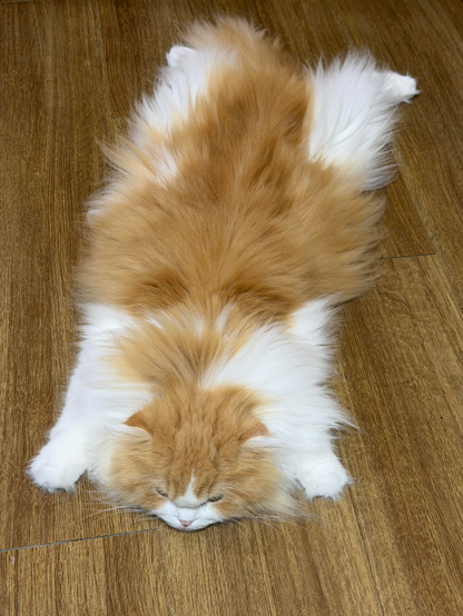 흰색과 주황색 털을 가진 고양이가 바닥에 누워 잠을 자고 있습니다.