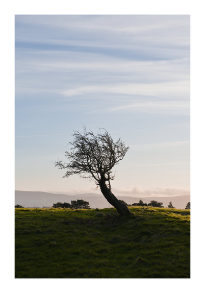 Solitary tree in Phoenix Park, Dublin, Ireland