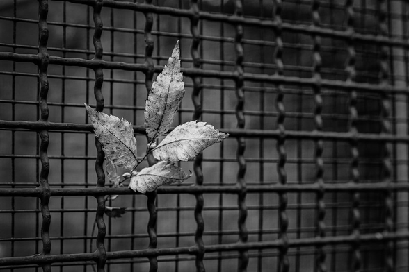 Ein doppelter Maschendrahtzaun. Dort  hat sich ein kleiner Ast mit vier Blättern verfangen. Das Foto ist in Schwarzweiß.