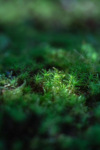 This is a macro photo of mossy ground I took in a garden in Japan. A little light shines on the almost star shaped moss