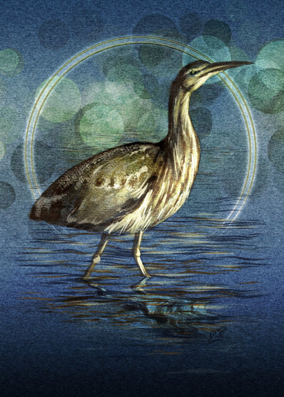 Illustrated Bittern in standing water, against a blue paper background with darker gradients at the top and bottom. Surrounding the bird is a halo of light, as well as a Bokeh lighting effect in yellows and dusky greens.