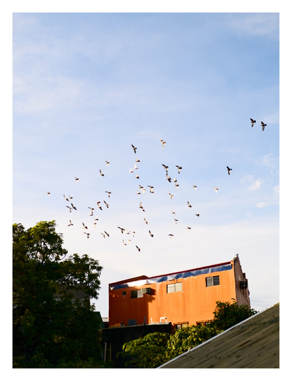 A scattered flock of birds flying across a vast, pale blue sky. Below the birds, a warm, orange-colored building with rectangular windows catches the sunlight, contrasting with the dark, leafy canopy of a large tree on the left. In the bottom right foreground, the blurred edge of a roof adds depth to the scene, suggesting the photo was taken from a nearby elevated position. Two solitary birds fly higher and apart from the main group on the far right. - Google Gemini 3 Pro Preview