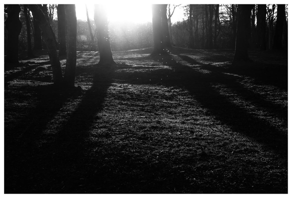 Bäume stehen auf einer welligen Wiese mit winterlich-schäbigem Gras. Die tiefstehende Sonne scheint direkt ins Objekitv und wirft lange Stammschatten aufs Gras.