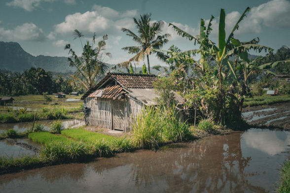 Picture from the rice fields