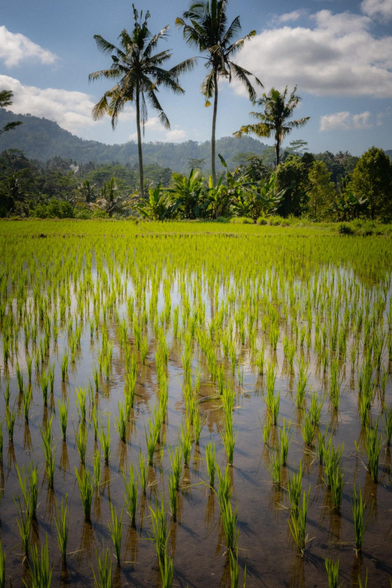Picture from the rice fields
