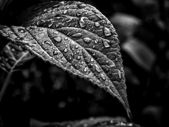 Man sieht ein gebogenes Blatt das voller Wassertropfen ist. Der Hintergrund ist unscharf, so das dieses Blatt gut zum Vorschein kommt. Das Foto ist in Schwarzweiß.