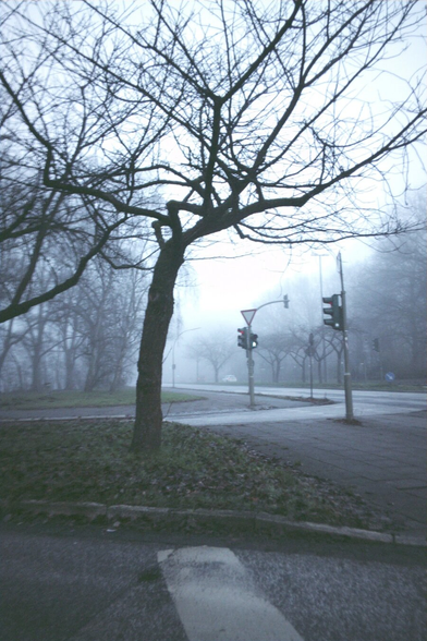 Ein Baum ohne Blätter steht auf einer Verkehrsinsel
