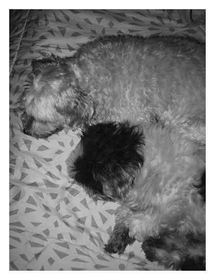 Two fluffy dogs sleeping soundly while cuddled closely together. They are resting on a bed covered with a geometric patterned blanket. The dog on top is lighter in color, while the dog nestled below has a dark head and lighter body. - Google Gemini 3 Pro Preview