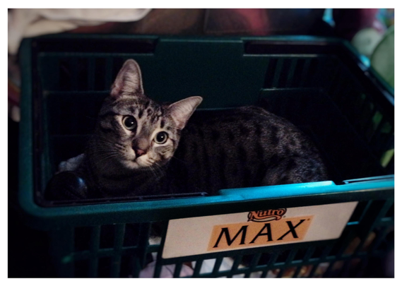 A gray tabby cat — my Max, fondly remembered — sits in a green shopping basket with a placard on its side that reads “Nutro Max” (the pet food brand) with MAX in large black letters. He looks up with a wide-eyed expression that to me is both adorable and defiant. The lighting highlights his face while keeping the basket’s interior in shadow. Around the basket at the edges of the photo are glimpses of various indeterminate household objects.