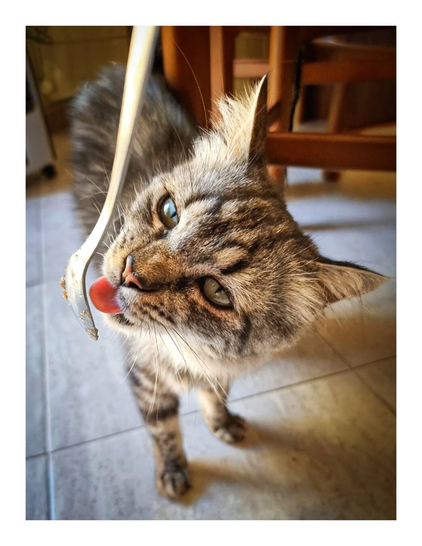 A tabby cat licking food off of a spoon. The cat is looking up towards the camera, with theur tongue extended. The spoon is being held at an angle above the cat's head, and there is some food stuck to the spoon. The background of the image is blurry, but it's a kitchen, with chairs and other furniture.