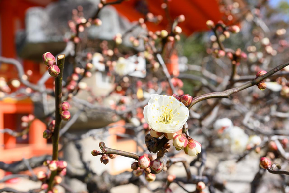 本殿の裏側、摂末社が並ぶあたりの白梅。ちらほら咲き。/ 2026.01.18 北野天満宮から