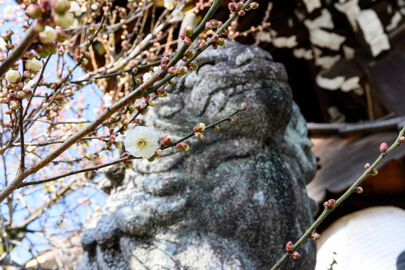 三光門の脇あたりにいた狛犬と白梅。/ 2026.01.18 北野天満宮から