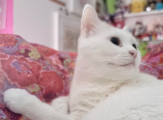 White cat is lying down looking over her shoulder. She is lying on a bright pink quilt and some out of focus knickknacks are on the shelves in the background.