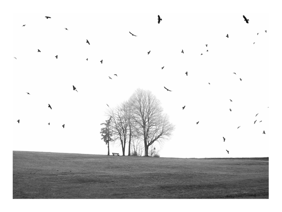 A stark black-and-white landscape featuring a few trees on a hill with a bench, surrounded by numerous birds flying in the sky above. The background is largely white, emphasizing the silhouettes of the birds and trees.