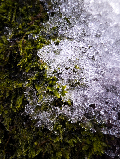 A cluster of ice crystals clinging to a patch of vibrant green moss.

The ice appears as a delicate, honeycomb-like structure. It isn't a solid sheet, but rather a collection of tiny, interconnected frozen droplets and crystalline shapes. The ice is highly reflective, catching the light and creating bright, sparkling highlights that contrast sharply with the dark background.

Beneath and surrounding the ice is a dense bed of lush, feathery moss. The moss is a deep, rich emerald green, with individual fronds clearly visible where they aren't covered by the frost.