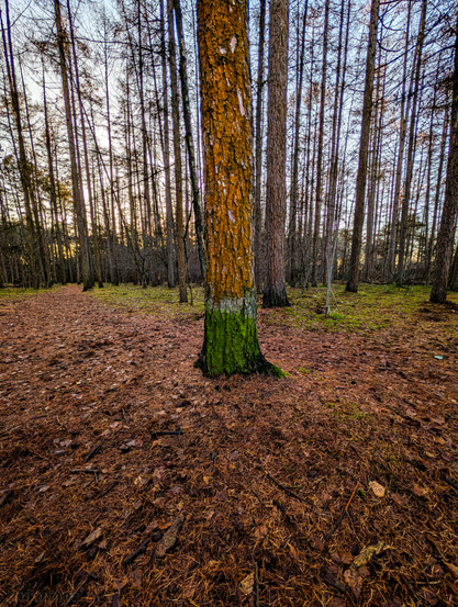 A dense grove of tall, slender coniferous trees standing over a forest floor covered in a thick carpet of brown needles.

The most captivating element is the bicolor tree trunk in the foreground. The base of the tree is a vibrant, neon-like green. Above a very sharp, horizontal line, the bark turns a brilliant, textured orange-gold, caused by a specific type of orange algae.