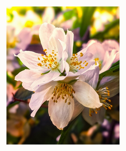 The photo is a a close-up view of several white, slightly textured flowers with vibrant yellow stamens (A mock orange). These blossoms are up against a soft, blurred background of greens, yellows, and purples, The composition's focus is sharp on the flowers in the centre.