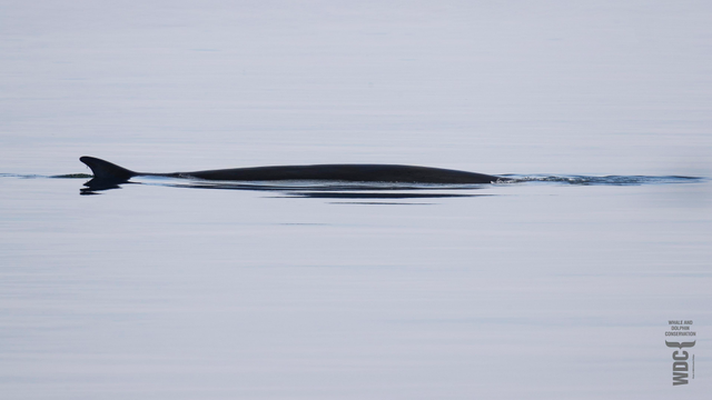 A long, thin horizontal dark shape in shiny mirror calm blue water looking like a bit of abstract art is in fact part of a Fin whale,  the second largest whale in the world. Inner Moray Firth, Scotland.