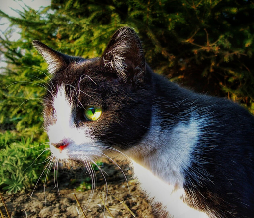 A striking close-up of a black-and-white cat in an outdoor setting. The cat’s fur is predominantly black, with a distinctive white patch covering its chest, front paws, and part of its face. Its remaining eye is a mesmerising green, while the other eye socket appears empty, adding a poignant and unique quality to its appearance. The cat’s whiskers are prominently visible, and its expression is alert yet composed.

The background features lush green foliage, likely from shrubs or low bushes, providing a natural and vibrant contrast to the cat’s monochrome fur. The lighting highlights the texture of the cat’s coat and the details of its surroundings.