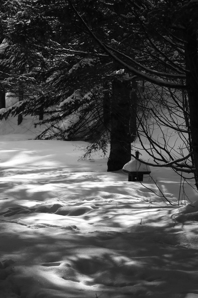 A black and white photograph of a winter landscape shows a forest path covered in deep snow and marked with deer tracks, with sunlight filtering through the tree branches. Spruce and cedar trees stand to the right of the path and at the top of the image. A garden decoration in the form of a small Japanese house, also covered in snow, is located to the right.

Photographie noir et blanc d'un paysage hivernal, montrant un sentier dans la forêt couvert de neige épaisse et parcouru de traces de chevreuils, avec la lumière du soleil filtrant à travers ;es branches d'arbres. Du côté droit du sentier et dans le haut de l'image se dressent des épinettes et des cèdres. Une décoration de jardin sous la forme d'une petite maison japonaise se trouve aussi du côté droit, couverte de neige.