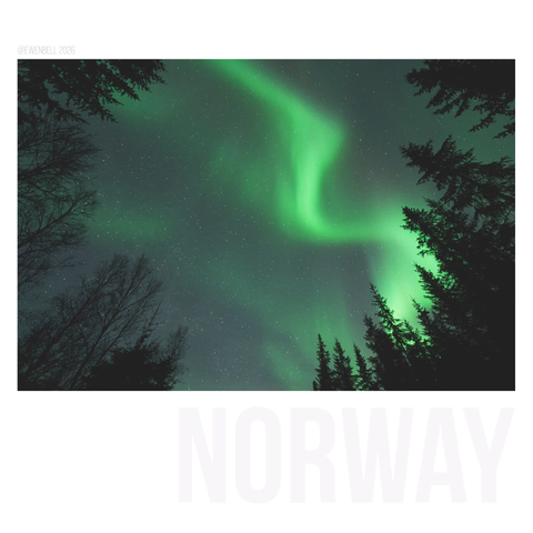 Aurora flares across the sky creating a silhouette from the fir trees.