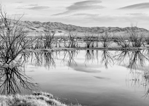 A black and white landscape photo of winter barren long stem plants alongside a swampy area. The kind of look like upside down tepee frames. A range of hills are in the background. The sky is cloudy and subdued. 