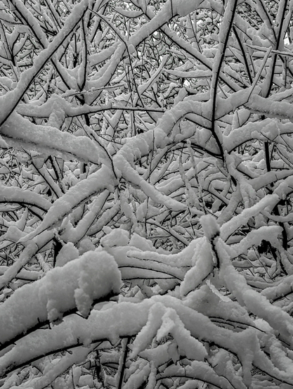 A high-contrast photograph of tree branches heavily laden with snow. The image presents a chaotic yet organic web of intersecting lines.

The stark difference between the deep blacks of the bare branches and the bright, textured whites of the snow creates a graphic, almost ink-wash painting effect.