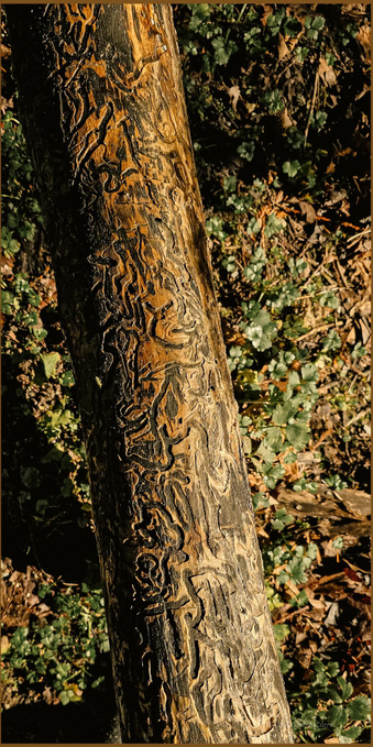 The photo shows a portion of a small fallen tree trunk stripped of its bark and full of grooves bored by bark beetles. The wood is a golden brown. The curvy grooves are darkened almost to black. They look like runic writing curling around the trunk. The trunk is resting on a bed of small leafy under story plants.
