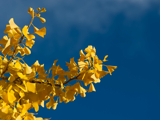 Photo of the ends of a couple of slim branches covered in vivid yellow ginkgo leaves, in front of a bright blue sky.