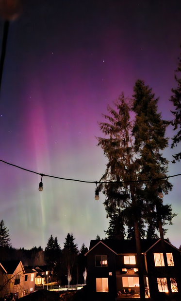 A vertical night photograph of a vibrant aurora borealis glowing over a suburban neighborhood. The sky is filled with tall, vertical pillars of light that transition from a pale green near the horizon to a deep, vivid magenta and purple high in the atmosphere. Several bright stars are visible through the colors. In the foreground, a string of outdoor Edison-style globe lights hangs across the frame. Below, the dark silhouettes of tall evergreen trees and two-story houses with warmly lit windows provide a sharp contrast to the colorful sky.